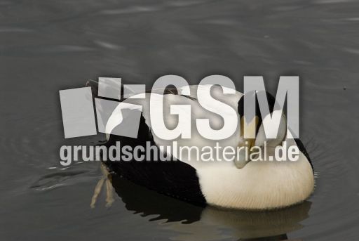 Eiderente (4 von 12).jpg